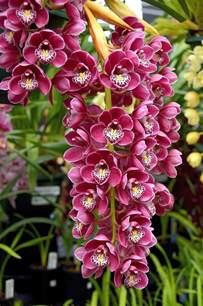 651 Best Images About Orchid Plants Exotic And Beautiful On Pinterest More Orchid Flowers