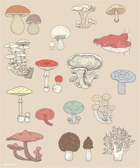Vector Of Different Kinds Of Mushrooms Premium Image By