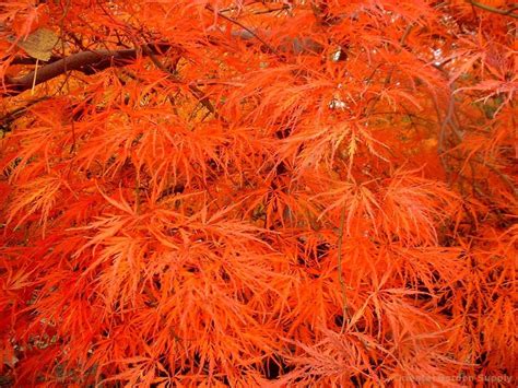 Acer palmatum, commonly known as japanese maple, palmate maple, or smooth japanese maple (japanese: Acer palmatum dissectum 'Atropurpureum' | Autumn garden ...