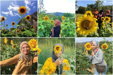 Bunga matahari adalah sebuah bunga yang memiliki ciri khusus yaitu setiap berbunga selalu mengikuti arah cahaya matahari. Port OOTD Cun Kat Perak! Ladang Bunga Matahari, Tarikan ...