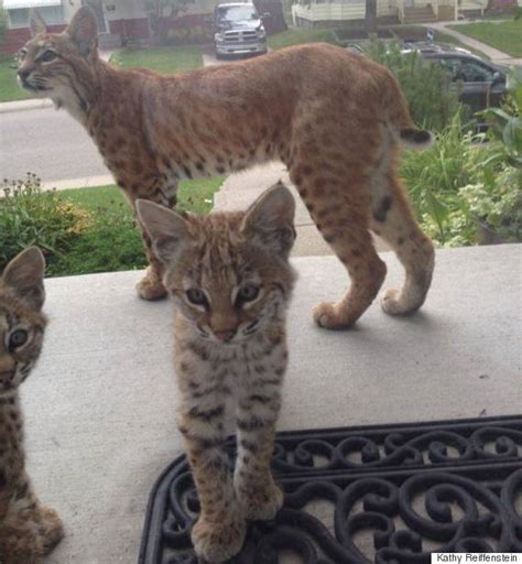 Buy bobcat mini excavators and get the best deals at the lowest prices on ebay! Adorable Bobcat Kittens Make Surprise Appearance On ...