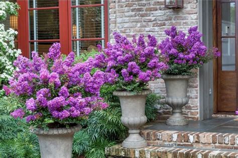 15 Best Shrubs And Bushes With Purple Flowers To Beautify Your Garden