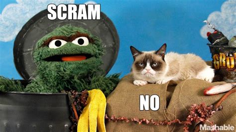 Grumpy Cat Muppet Wiki Fandom Powered By Wikia