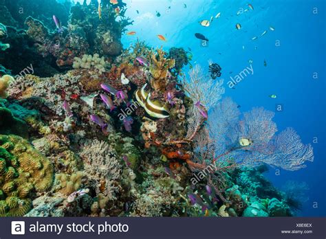 Over the time it has been ranked as high as 373 199 in the world, while most of its traffic comes from germany, where it reached as high as 19 502 position. Korallenriff, Great Barrier Reef, Australien Stockfoto ...