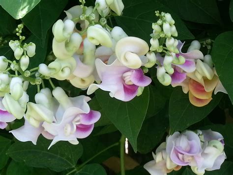 Corkscrew Vine Blooms Beautiful And Fragrant Wonderful Addition To My