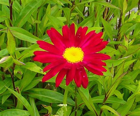 Photo Of The Bloom Of Painted Daisy Tanacetum Coccineum Robinson S