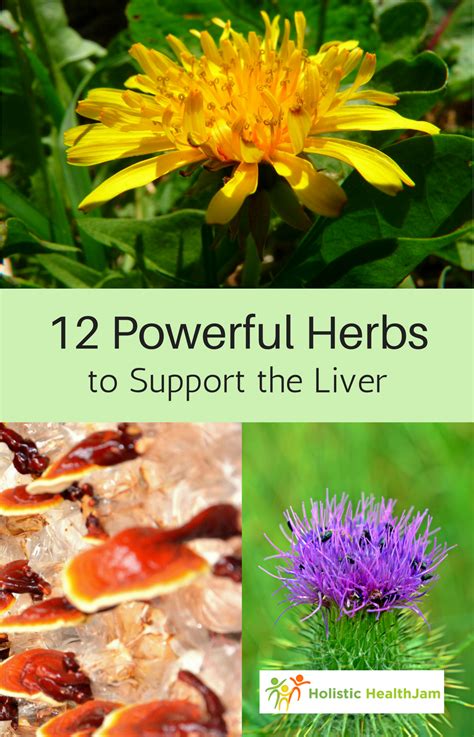 12 Powerful Herbs To Support The Liver Herbs Healing Herbs Holistic