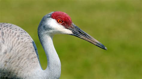 Sandhill Crane Migration And Courtship Audubon Rockies