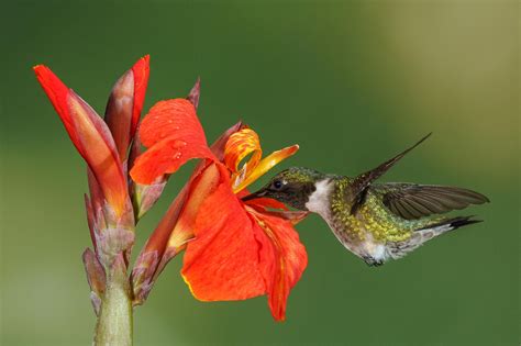 Male Ruby Throated Hummingbird Flowers That Attract Hummingbirds How