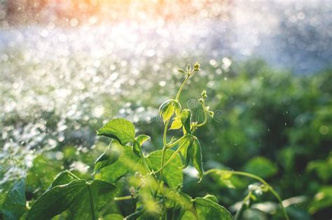 Drops Of Fresh Water Illuminated By Sunlight Fall Down The Green Leaves