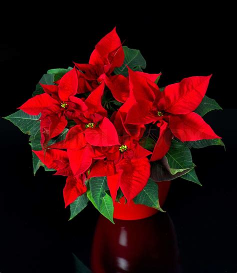 Red Christmas Flower Stock Bild Colourbox