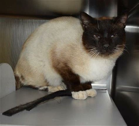 Siamese And Domestic Short Hair Mixed Rescue Cat For Adoption In