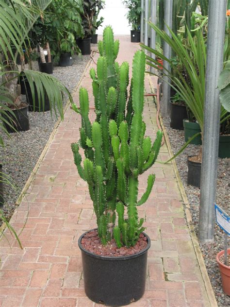 61 best finds for a cactus nursery theme | chaylor & mads. Phoenix Nursery Services - Arizona Nursery | The Green ...