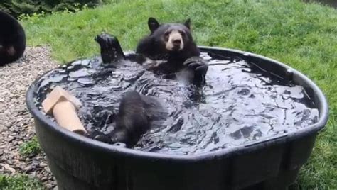 bear enjoys bath time in tub in this unbearably cute video watch trending hindustan times