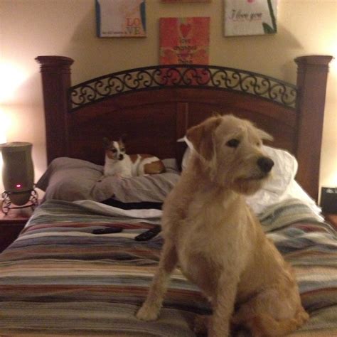 Big dog + small dog = crazy looking but awesome relationship : r