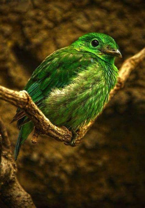Pin By Becky On Color Brown And Green Birds Pet Birds Beautiful Birds