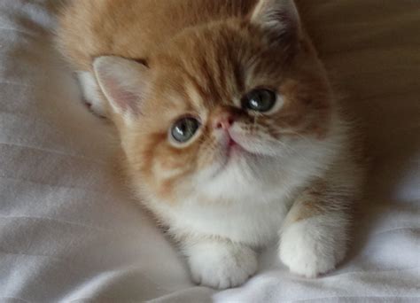Exotic Shorthair Cats For Sale Springdale Ar 255323