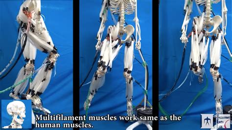 artificial muscles are the future of robotics insidehook
