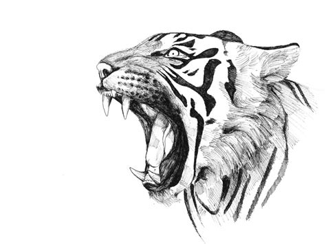 Pencil Drawing Tiger Images Bestpencildrawing