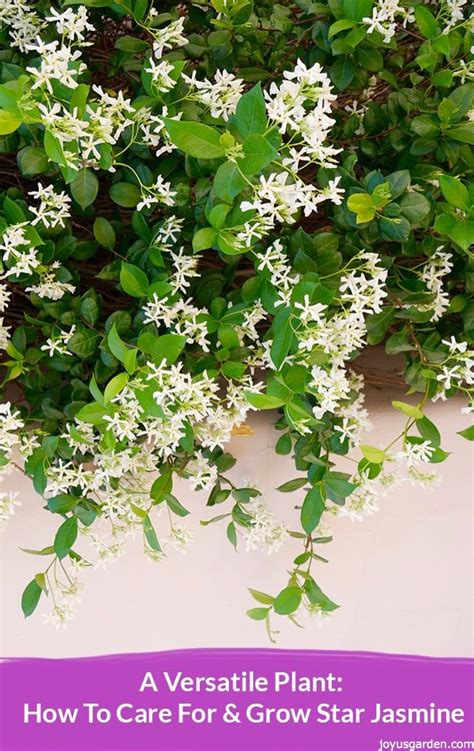 How To Protect Star Jasmine Plant In Winter 5 Easy Guides