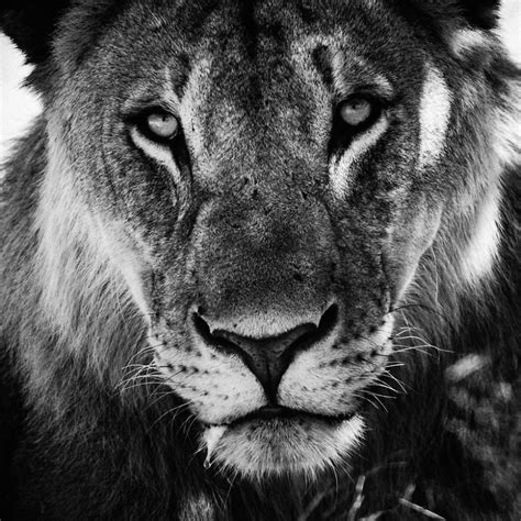 Dramatic Black And White Photos Of African Wildlife By