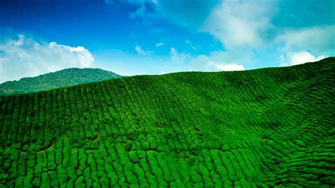 Tea Plantations 1080p 2k 4k Full Hd Wallpapers Backgrounds Free