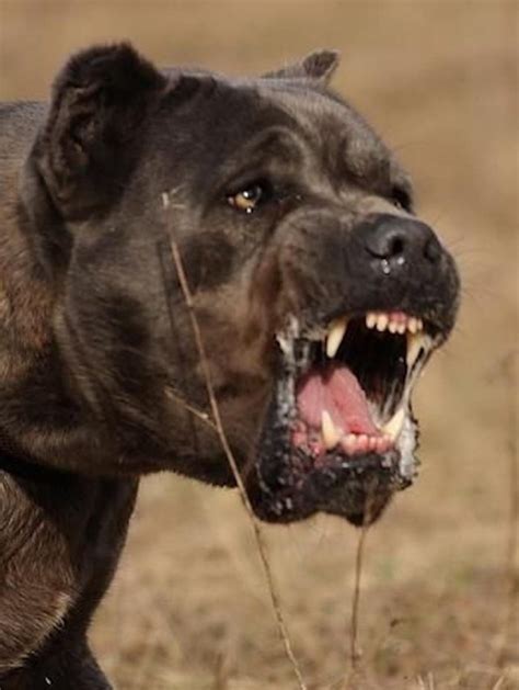Cane Corso Italian Mastiff Guard Dog Breed Info Images Videos Faqs
