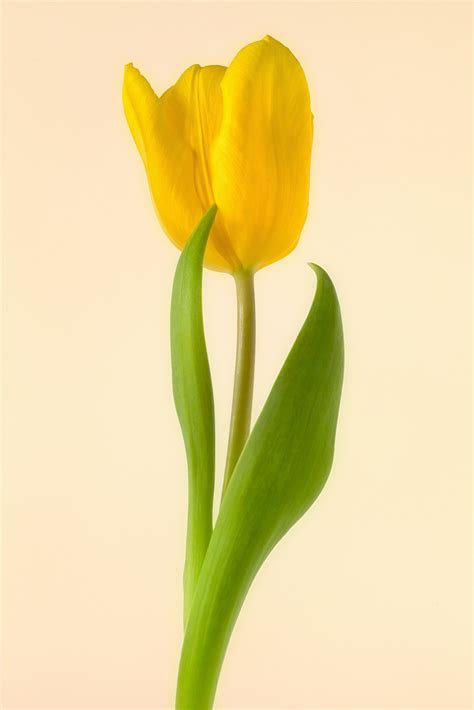 Tulip Single Flower Images Hd Single Purple Tulip Flower Close Up