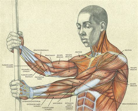 Arm Muscles Anatomy Coloring Pages Arm Muscle Anatomy Arm Anatomy