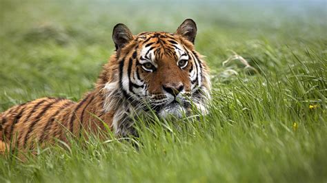 Wallpaper Animals Nature Grass Tiger Wildlife Big Cats Whiskers