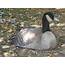 The Disillusioned Taxonomist Invasive Species Canada Goose