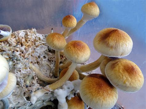 Psychedelic Mushrooms Types All Mushroom Info