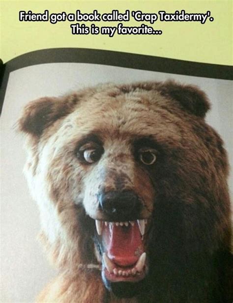 Special Bear Meme By Soydolphin Memedroid