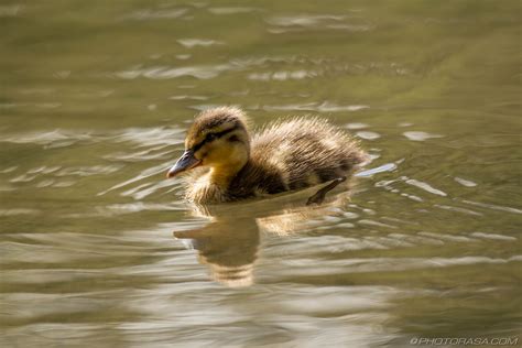 Paddling Baby Duck In Sunlight Photorasa Free Hd Photos