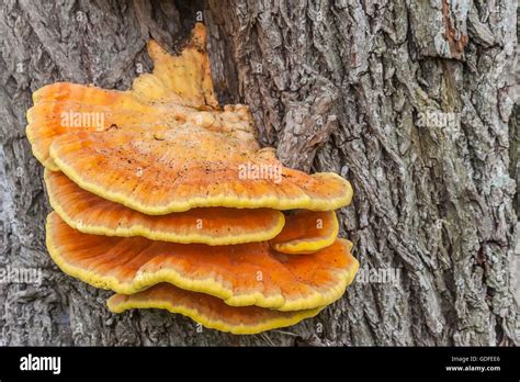 Orange Sulfur Fungus On A Tree Outside Stock Photo Alamy
