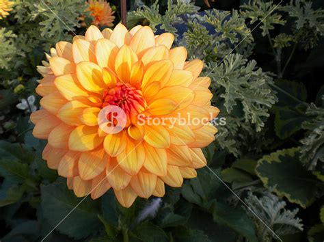Orange Dahlia Flower Royalty Free Stock Image Storyblocks