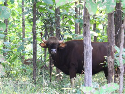 Meet The Gaur—the Biggest Wild Cattle In The World Where To Next