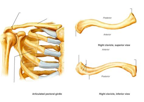 Labeling Pectoral Girdle And Clavicle Diagram Quizlet