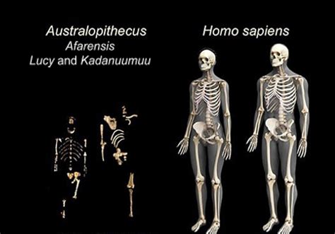 Did Humans Evolve To Live In Pairs Timothy S Y Lam Museum Of Anthropology