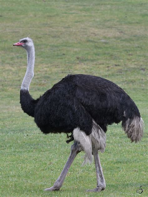 Ein Afrikanischer Strauß Anfang Juni 2018 Im Zoo Aalborg Tier Fotoseu