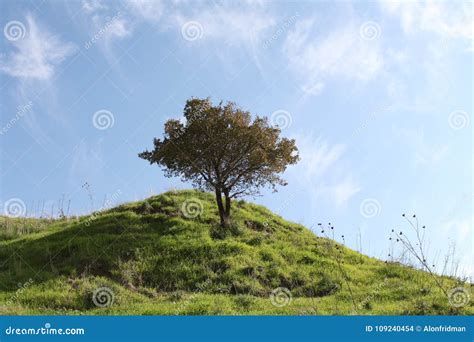 Tree On A Green Hill Stock Photo Image Of Green Cloud 109240454