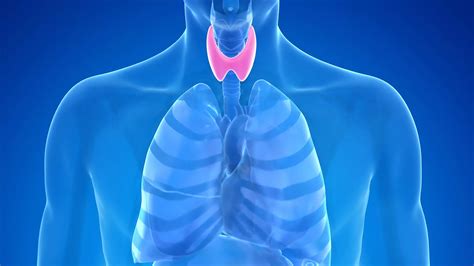 Ce trebuie să știm despre glanda tiroidă Stiri din Medicină și Sănătate
