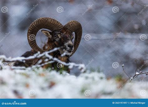 Male European Mouflon Ovis Aries Musimon Only The Head With The Huge