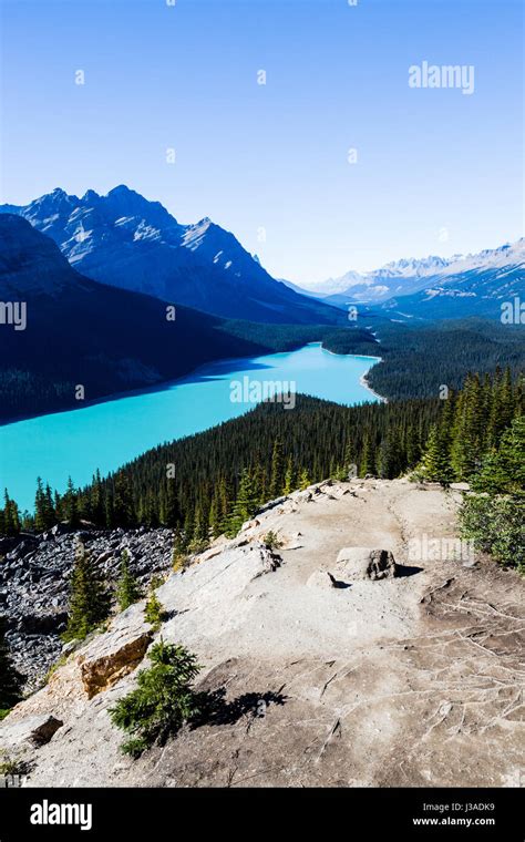 Peyto Lake Is A Glacier Fed Lake Located In Banff National Park In The