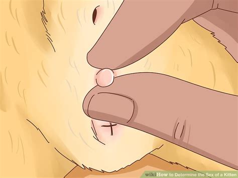 How To Determine The Sex Of A Kitten Steps With Pictures