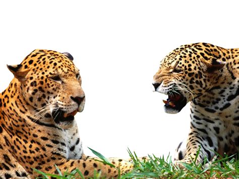 Jaguar Animal Png By Digitalwideresource On Deviantart