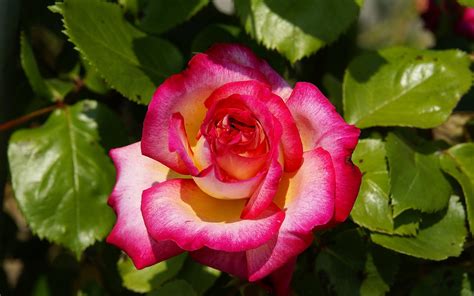 Descobrir 99 Image Rosas Mais Bonitas Do Mundo Abzlocal Com Pt