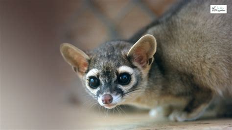 What Is A Ringtail Cat Appearance Facts Diet And More