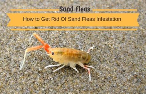 Can Sand Fleas Bite Pest Phobia