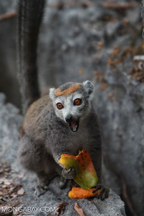 Female Crowned Lemur Feeding On A Mango Rind While Perched On Sharp